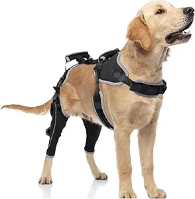 Orthèse Genou Chien ACL/CCL - Support Ligament Déchiré Taille L