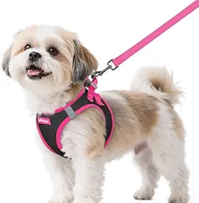 Harnais Chien Petit rabbitgoo avec Laisse - Confortable et Sécurisé