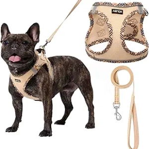 Harnais Chien Petit No Pull avec Laisse - Reflétant Anti-Évasion