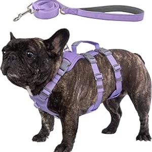 Harnais Anti-Évasion pour Chien M - Gilet de Sécurité Réfléchissant avec Laisse