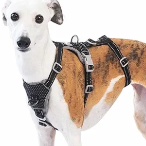 Harnais Chien Anti-Fuite Huntboo - Réfléchissant, Sans Traction, Taille M