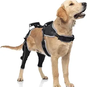 Orthèse Genou Chien ACL/CCL - Support Ligament Déchiré Taille L