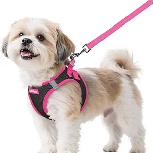 Harnais Chien Petit rabbitgoo avec Laisse - Confortable et Sécurisé