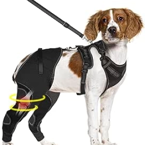 Genouillère pour chien XL - Orthèse ACL ligament croisé | Maintien articulaire chaud et stable